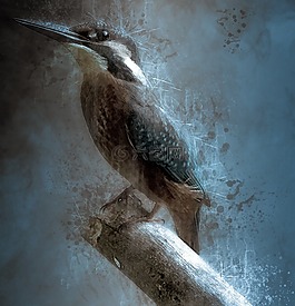 鳥,翠鳥,條例草案
