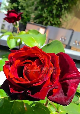 羅莎,花,性質(zhì)