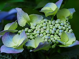八仙花,芽,花