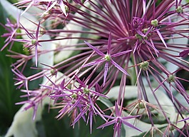 觀賞蔥,開花,廠