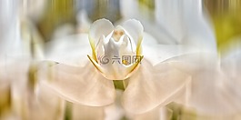 蘭花,phalaelopsis,心