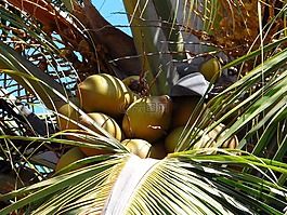 椰子,棕櫚樹(shù),樹(shù)