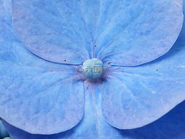 八仙花,花,開花