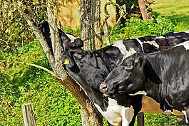 牛,動(dòng)物,農(nóng)業(yè)