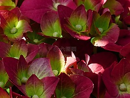 八仙花,花,開花