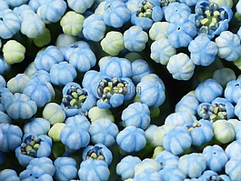 八仙花,芽,花
