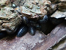 潮蟲,陸生 isopods,oniscidea