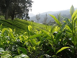 茶,景觀(guān),布什