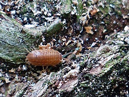 軋,地面 isopod,oniscidea