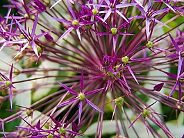 觀賞蔥,開花,廠