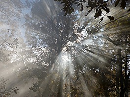 葉子,太陽,霧