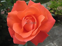 開花,玫瑰,玫瑰綻放