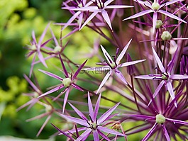 觀賞蔥,開花,廠