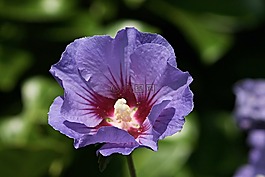 花園里的棉花糖,瑪麗娜,木槿
