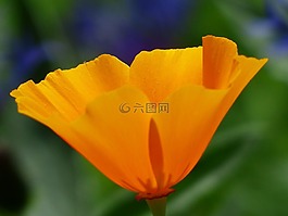 eschscholzia 夜蛾,罂粟,开花