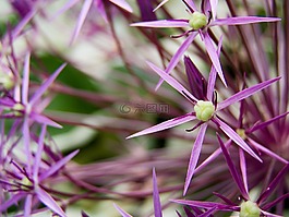 觀賞蔥,開花,這朵花的一部分