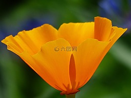 eschscholzia 夜蛾,罂粟,开花