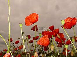 紅罌粟,klatschmohn,草地