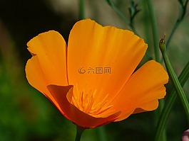 eschscholzia 夜蛾,罂粟,开花