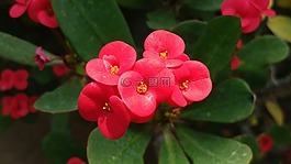 长颈鹿花,春天的花朵,植物园