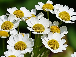 洋甘菊,洋甘菊無香,花