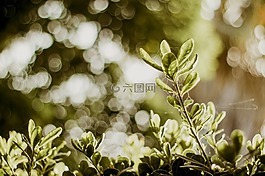 美麗,模糊,散景