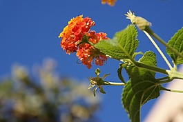 鮮花,夏季,性質(zhì)
