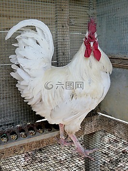 公雞,雞,家禽