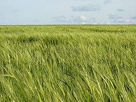 字段,糧食,谷物