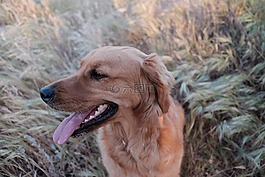 狗,寵物,動物