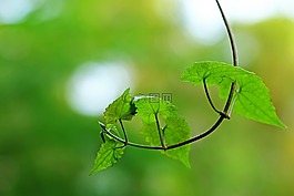 葉,自然,植物區(qū)系