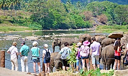 游客,旅游景点,大象