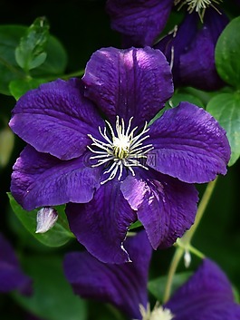鐵線蓮,開花,花