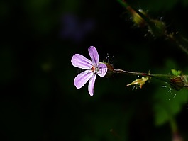 ruprecht 草本,開花,藍色