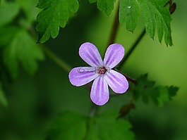 ruprecht 草本,開花,藍色