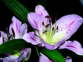 賴氨酸,花束,鮮花