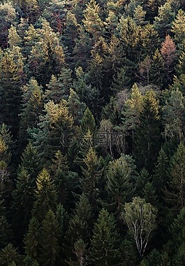 森林,自然,戶外