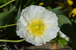 花,白,黃色