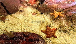 海星,海洋,海