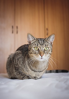 可愛的,動物,貓