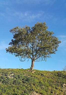 樹(shù),自然,木材