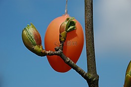 復(fù)活節(jié),雞蛋,芽