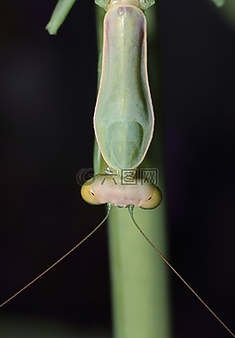 性質(zhì),bespozvonochnoe,植物