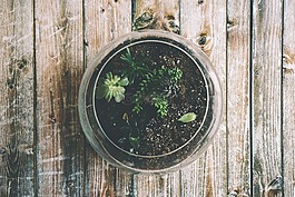 植物,植物學,復制空間