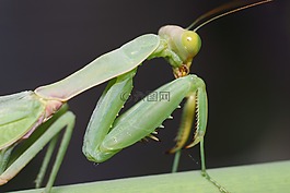 bespozvonochnoe,昆蟲,沒有一個人