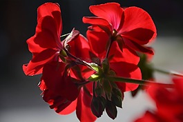 紅色,花,天竺葵