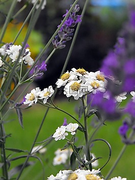 花,植物,花園