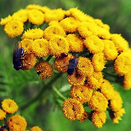 tansy,鮮花,飛