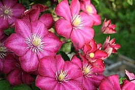 威灵仙,花园,鲜花