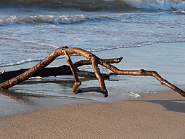 漂流木,木材,海灘
